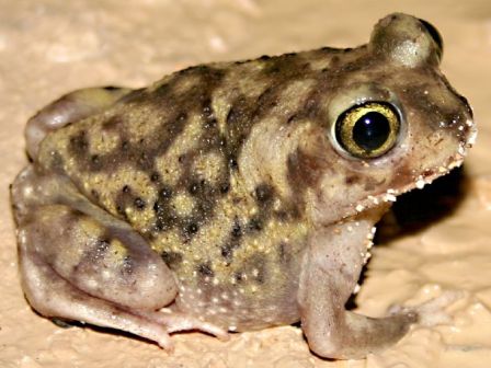 Couch's Spadefoot toad